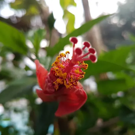 Shambala 酒店 法拉尔雅